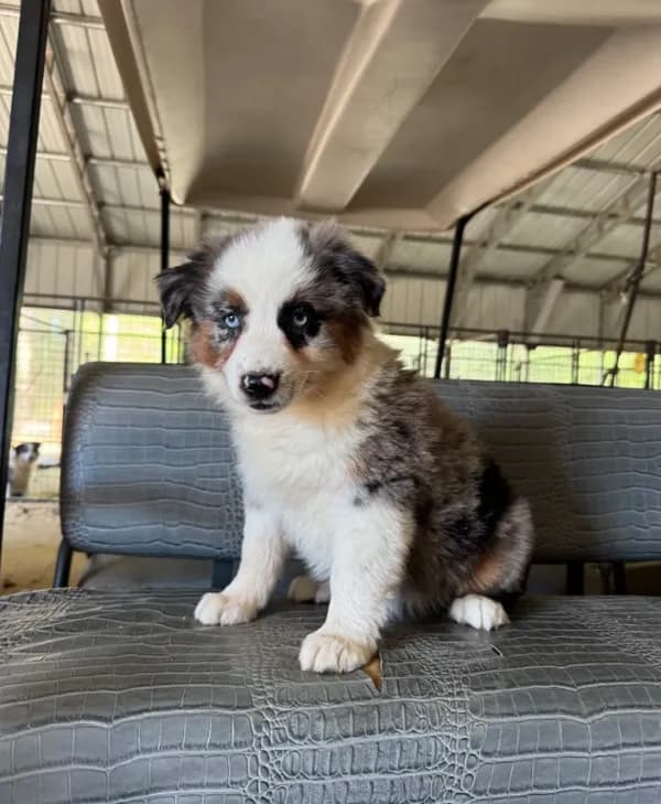 Blue merle girl Aussie 2