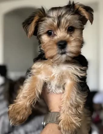 Charley