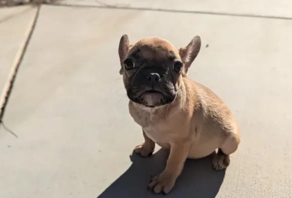 Pancake