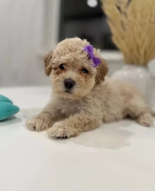 Dixie