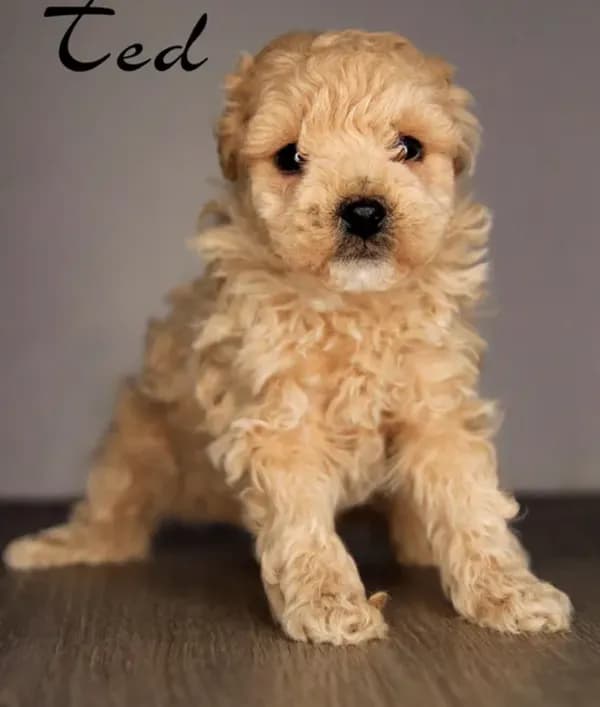 Ted