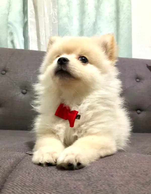 Tobby