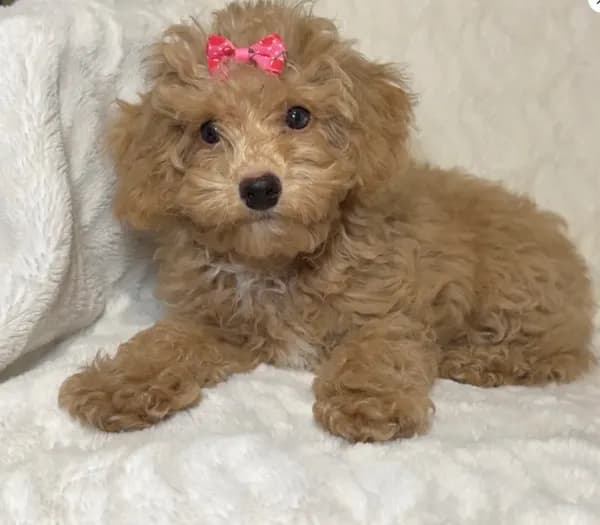 Chloe