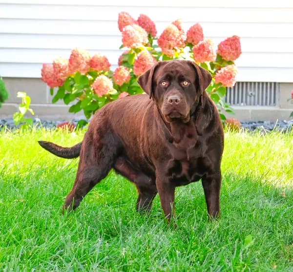 Tasha