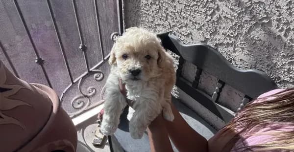 Male Maltipoo
