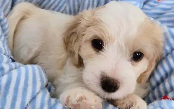Male Cavachon