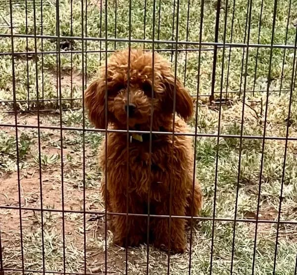 CKC Tiny "Maple" Childress, Tx.