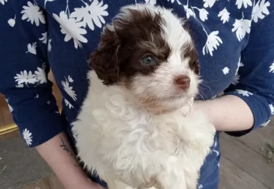Piper