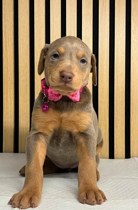Fawn female