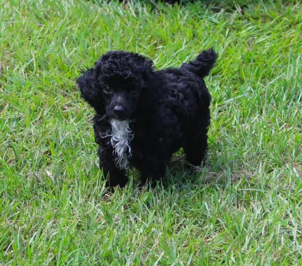 Lola
