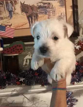 Winston